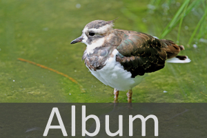 Regenpfeiferartige (Charadriiformes)
